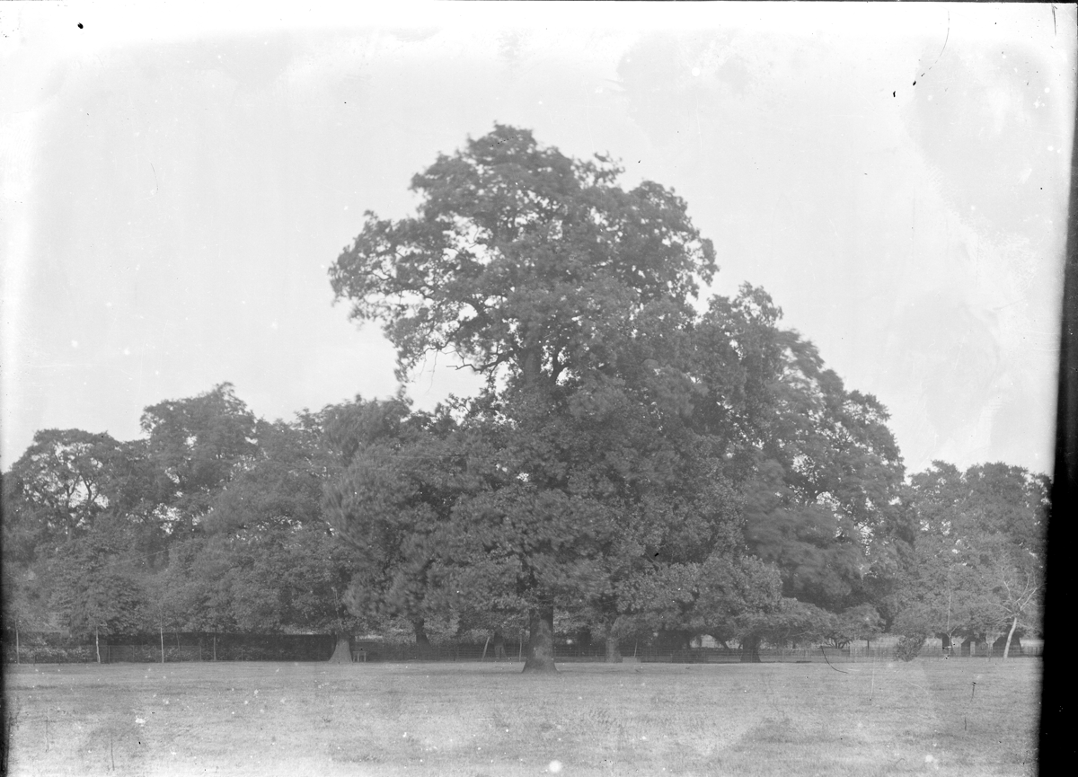 Landscape with Buildings and Trees along the Niger River