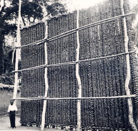 A photograph of a large Igbo yam barn with yams tied to a wooden framework, with a man standing to the left for scale.